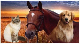 Transport d'animaux