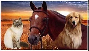 animaux